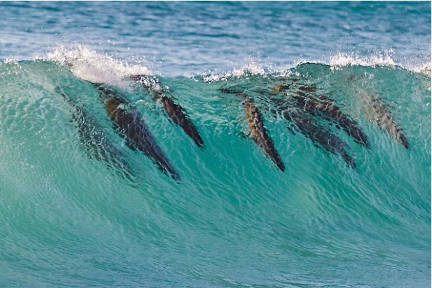 Dolphins in the waves Cape Town